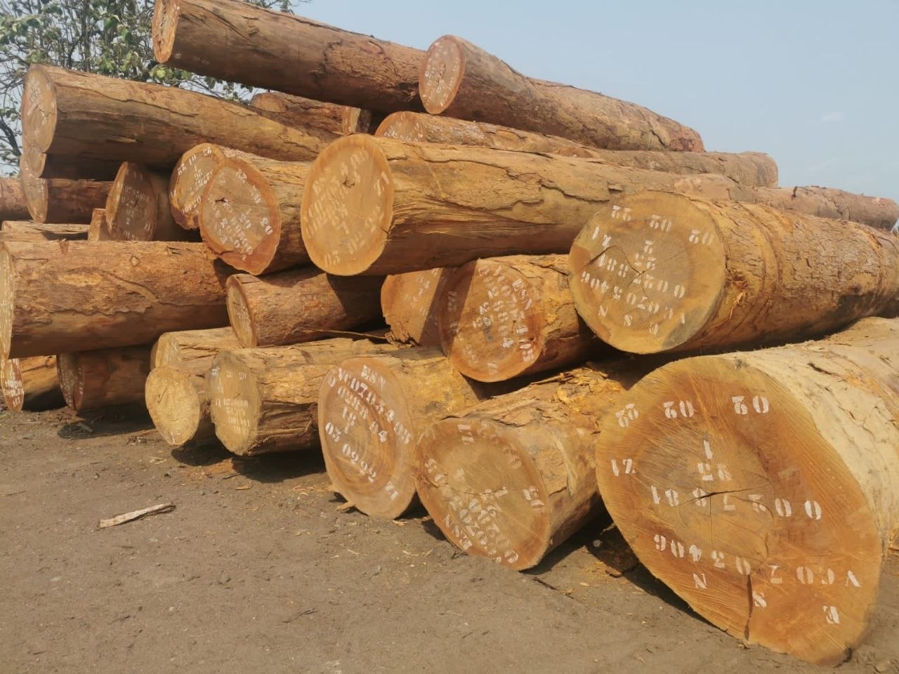Azobé Logs - African Hardwood
